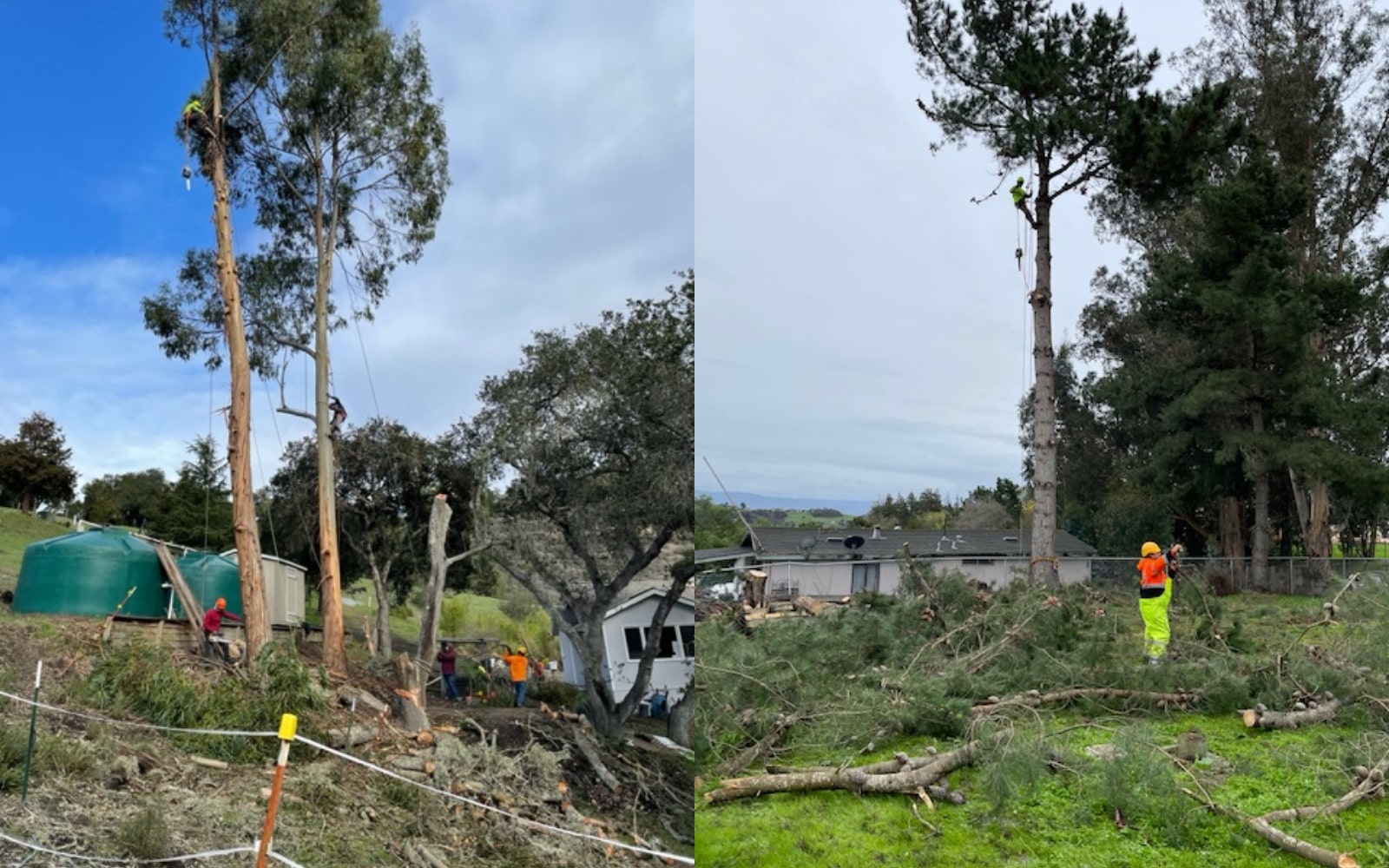 Tree Services