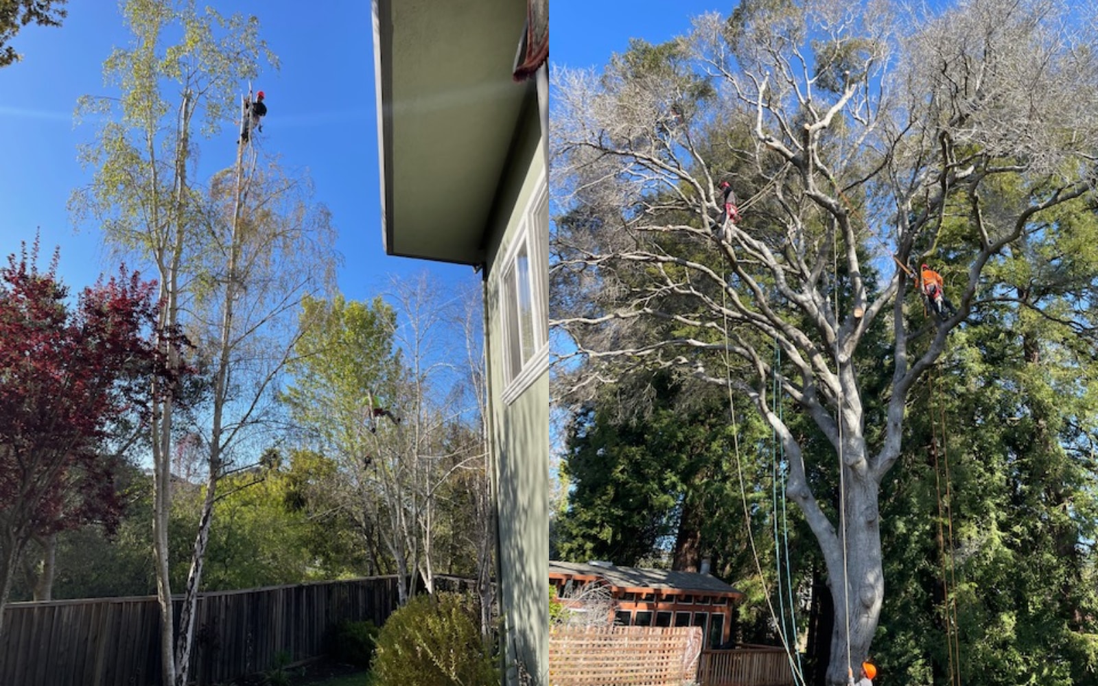 Tree Trimming