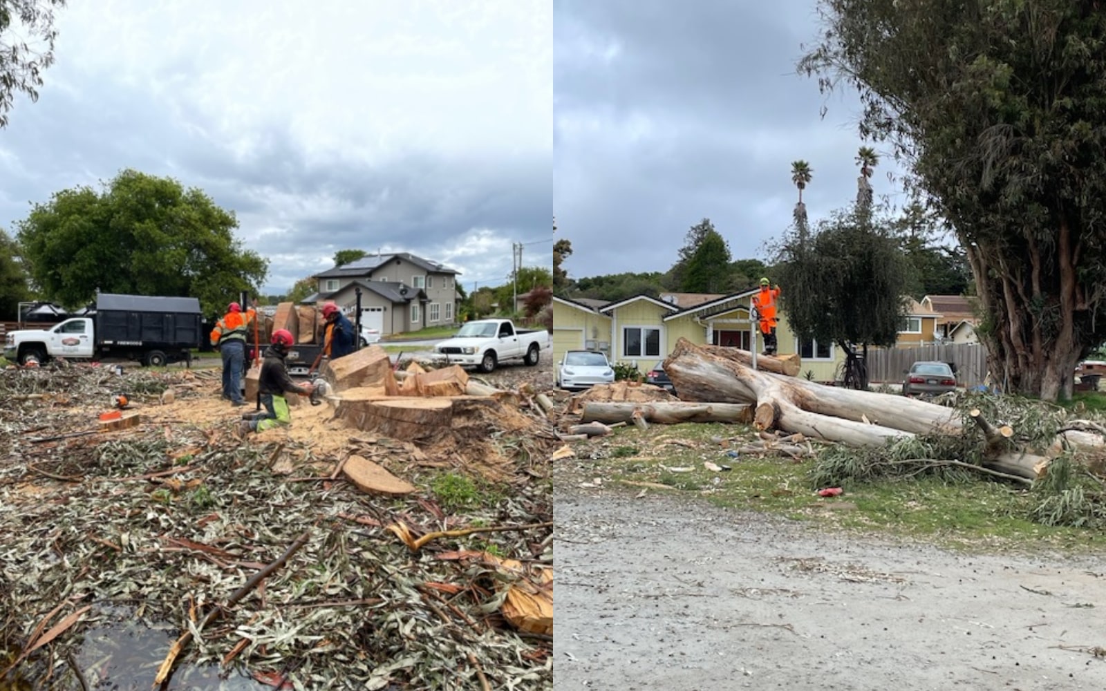 Tree Removal